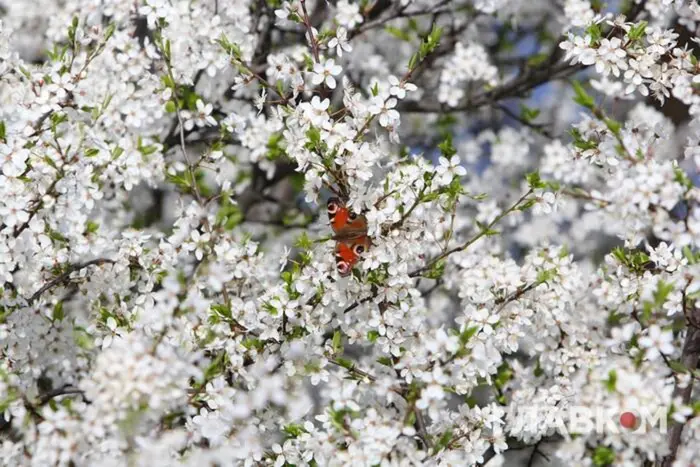 Weather forecast for May