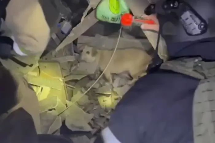 Nächtlicher Angriff auf Sumy. Retter holten einen Hund aus den Trümmern (Video)