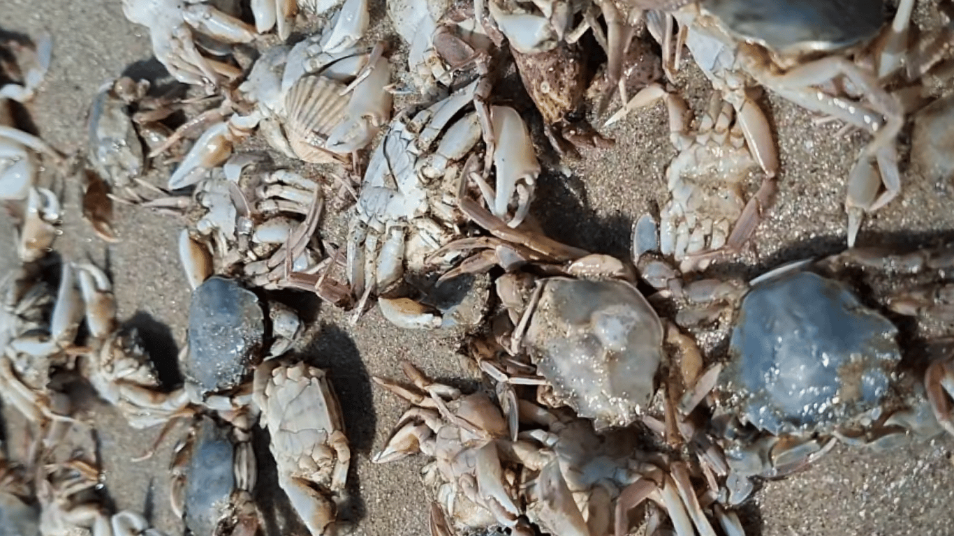 Thousands of crabs washed ashore at Tuzlivski Lymany in Odesa region