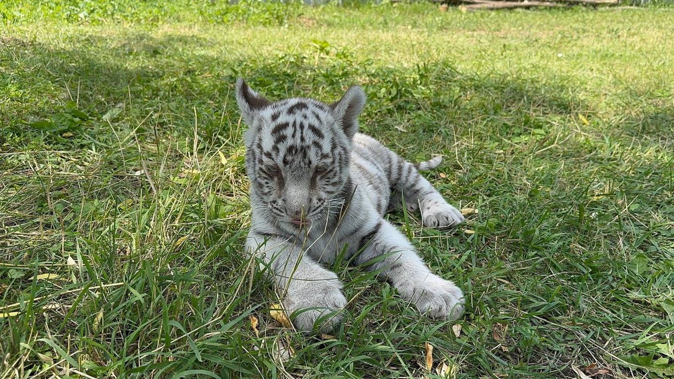 In the Eco-Park near Kharkiv, tiger cubs raised by a dog were shown