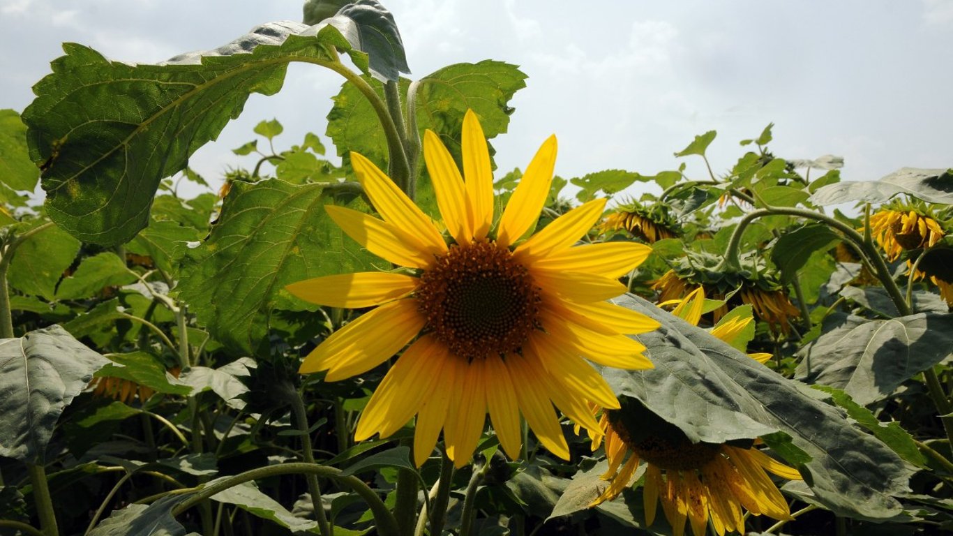 Sonnenblume ist im Trend – wie viel kostet eine Tonne Samen