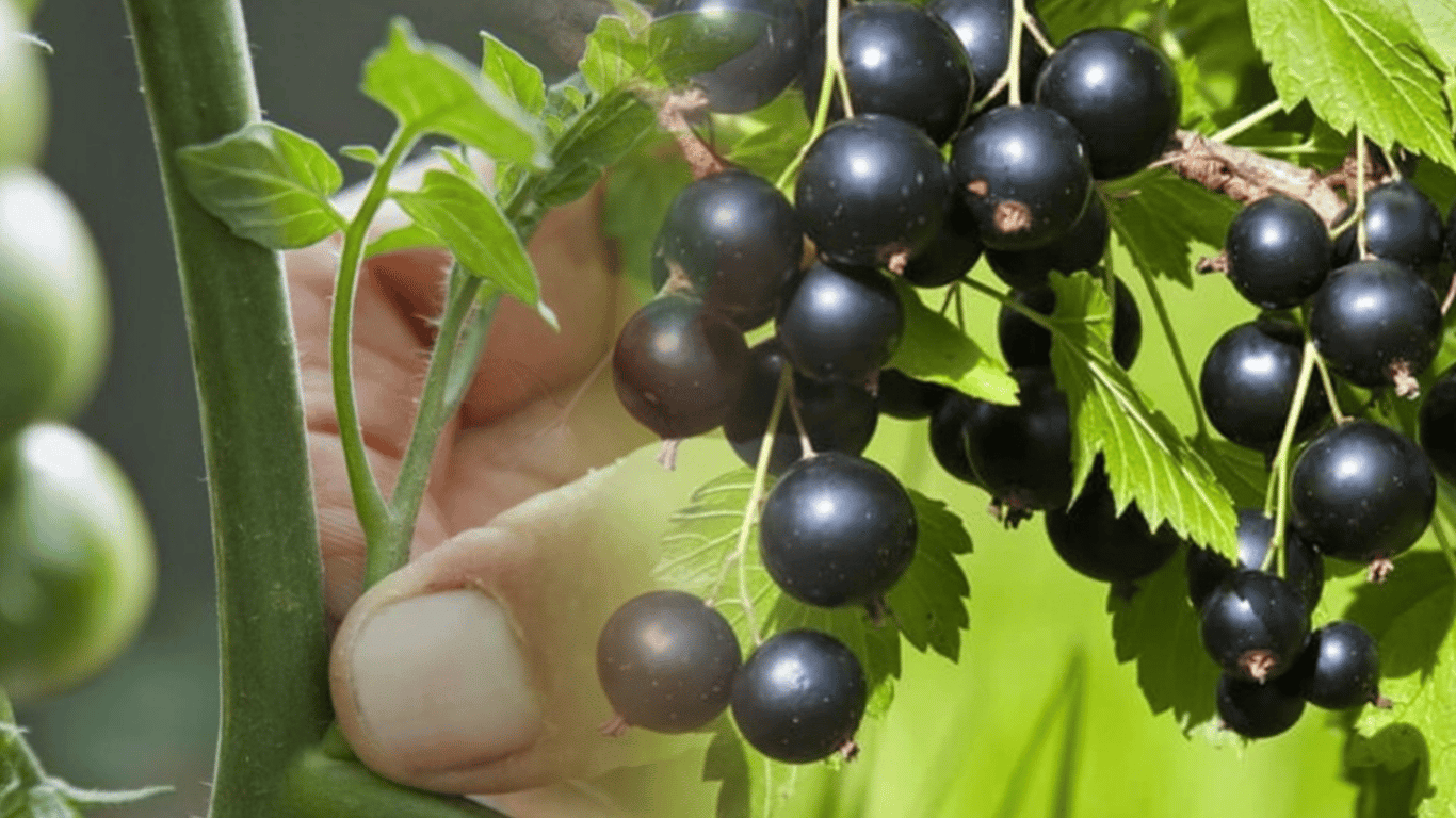 Legen Sie die Seitentriebe der Tomaten um die Johannisbeeren – und Sie werden ein Wunder sehen