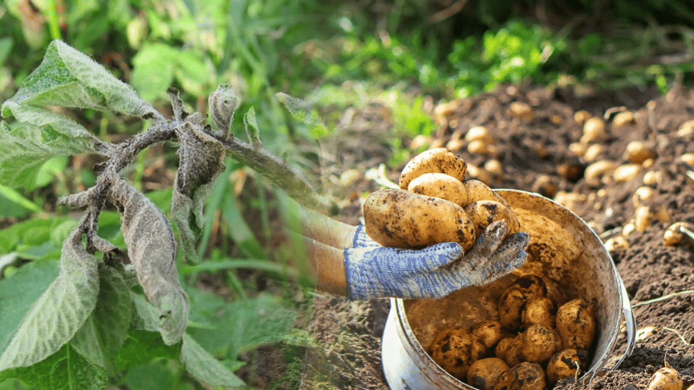 Warum sich die Blätter der Kartoffeln drehen - und wie man die Ernte nicht verliert